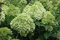 Limelight Prime Hydrangea (Hydrangea paniculata 'SMNHPPH') at Parkland Garden Centre