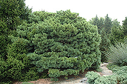 Dwarf Blue Scotch Pine (Pinus sylvestris 'Glauca Nana') at Parkland Garden Centre
