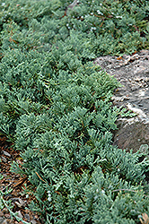 Blue Rug Juniper (Juniperus horizontalis 'Wiltonii') at Parkland Garden Centre