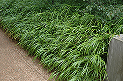 Japanese Woodland Grass (Hakonechloa macra) at Parkland Garden Centre