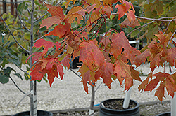 Unity Sugar Maple (Acer saccharum 'Unity') at Parkland Garden Centre