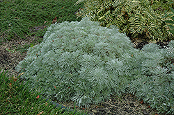 Silver Mound Artemisia (Artemisia schmidtiana 'Silver Mound') at Parkland Garden Centre