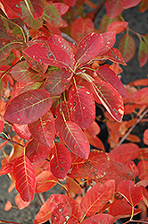 Autumn Brilliance Serviceberry (Amelanchier x grandiflora 'Autumn Brilliance') at Parkland Garden Centre