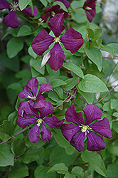 Etoile Violette Clematis (Clematis 'Etoile Violette') at Parkland Garden Centre