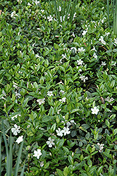 White Periwinkle (Vinca minor 'Alba') at Parkland Garden Centre