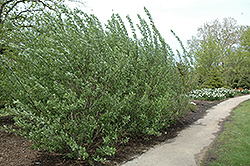 French Pussy Willow (Salix caprea) at Parkland Garden Centre