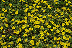 Spring Cinquefoil (Potentilla neumanniana) at Parkland Garden Centre