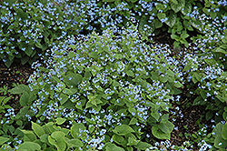 Siberian Bugloss (Brunnera macrophylla) at Parkland Garden Centre