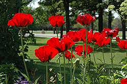 Beauty of Livermere Poppy (Papaver orientale 'Beauty of Livermere') at Parkland Garden Centre