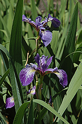 Siberian Iris (Iris sibirica) at Parkland Garden Centre