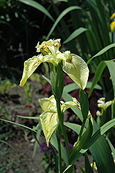 Sulphur Queen Flag Iris (Iris pseudacorus 'Sulphur Queen') at Parkland Garden Centre