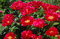 Blaze Peony (Paeonia 'Blaze') at Parkland Garden Centre