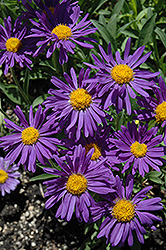 Dark Beauty Alpine Aster (Aster alpinus 'Dark Beauty') at Parkland Garden Centre