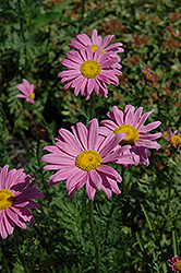 Robinson's Pink Painted Daisy (Tanacetum coccineum 'Robinson's Pink') at Parkland Garden Centre