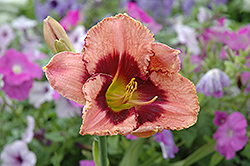 Daring Deception Daylily (Hemerocallis 'Daring Deception') at Parkland Garden Centre