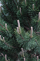 Tannenbaum Mugo Pine (Pinus mugo 'Tannenbaum') at Parkland Garden Centre