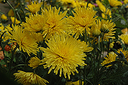 Suncatcher Chrysanthemum (Chrysanthemum 'Suncatcher') at Parkland Garden Centre
