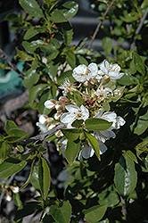 Romeo Cherry (Prunus 'Romeo') at Parkland Garden Centre