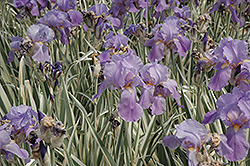 Variegated Sweet Iris (Iris pallida 'Variegata') at Parkland Garden Centre