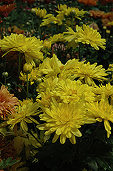 Firecracker Yellow Chrysanthemum (Chrysanthemum 'Firecracker Yellow') at Parkland Garden Centre