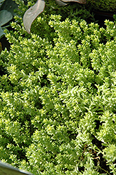 Golden Moss Stonecrop (Sedum acre 'Aureum') at Parkland Garden Centre