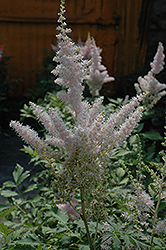 Milk and Honey Astilbe (Astilbe chinensis 'Milk and Honey') at Parkland Garden Centre