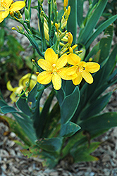 Hello Yellow Blackberry Lily (Iris domestica 'Hello Yellow') at Parkland Garden Centre