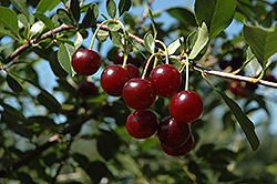 Carmine Jewel Cherry (Prunus 'Carmine Jewel') at Parkland Garden Centre