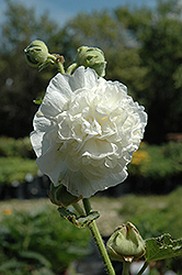 Chater's Double White Hollyhock (Alcea rosea 'Chater's Double White') at Parkland Garden Centre