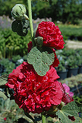 Chater's Double Red Hollyhock (Alcea rosea 'Chater's Double Red') at Parkland Garden Centre