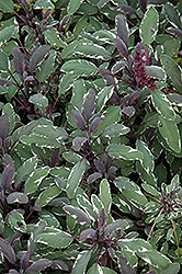 Tricolor Sage (Salvia officinalis 'Tricolor') at Parkland Garden Centre