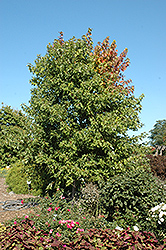 Sienna Glen Maple (Acer x freemanii 'Sienna') at Parkland Garden Centre