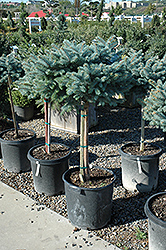 Globe Blue Spruce (tree form) (Picea pungens 'Globosa (tree form)') at Parkland Garden Centre