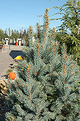 Iseli Fastigiate Spruce (Picea pungens 'Iseli Fastigiata') at Parkland Garden Centre