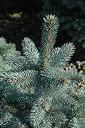 Baby Blue Eyes Spruce (Picea pungens 'Baby Blue Eyes') at Parkland Garden Centre