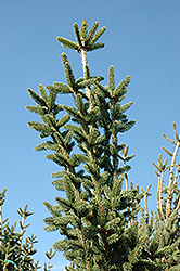 Columnar Norway Spruce (Picea abies 'Cupressina') at Parkland Garden Centre