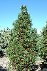 Columnar Mugo Pine (Pinus mugo 'Columnaris') at Parkland Garden Centre