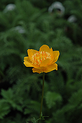 Earliest Of All Globeflower (Trollius x cultorum 'Earliest Of All') at Parkland Garden Centre