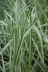 Avalanche Reed Grass (Calamagrostis x acutiflora 'Avalanche') at Parkland Garden Centre
