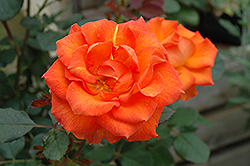 Gingersnap Rose (Rosa 'Gingersnap') at Parkland Garden Centre