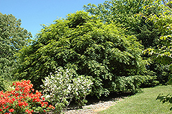 Korean Maple (Acer pseudosieboldianum) at Parkland Garden Centre