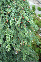 Weeping White Spruce (Picea glauca 'Pendula') at Parkland Garden Centre