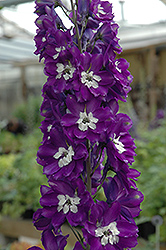 Pacific Giant King Arthur Larkspur (Delphinium 'King Arthur') at Parkland Garden Centre