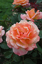 Tahitian Sunset Rose (Rosa 'Tahitian Sunset') at Parkland Garden Centre