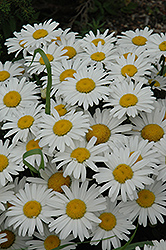 Snow Lady Shasta Daisy (Leucanthemum x superbum 'Snow Lady') at Parkland Garden Centre