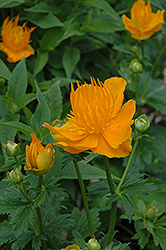 Golden Queen Globeflower (Trollius chinensis 'Golden Queen') at Parkland Garden Centre