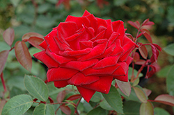 Kashmir Rose (Rosa 'Kashmir') at Parkland Garden Centre