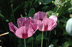 Patty's Plum Poppy (Papaver orientale 'Patty's Plum') at Parkland Garden Centre