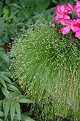 Fiber Optic Grass (Isolepis cernua) at Parkland Garden Centre