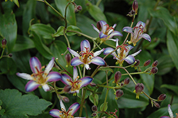 Taipei Silk Toad Lily (Tricyrtis 'Taipei Silk') at Parkland Garden Centre